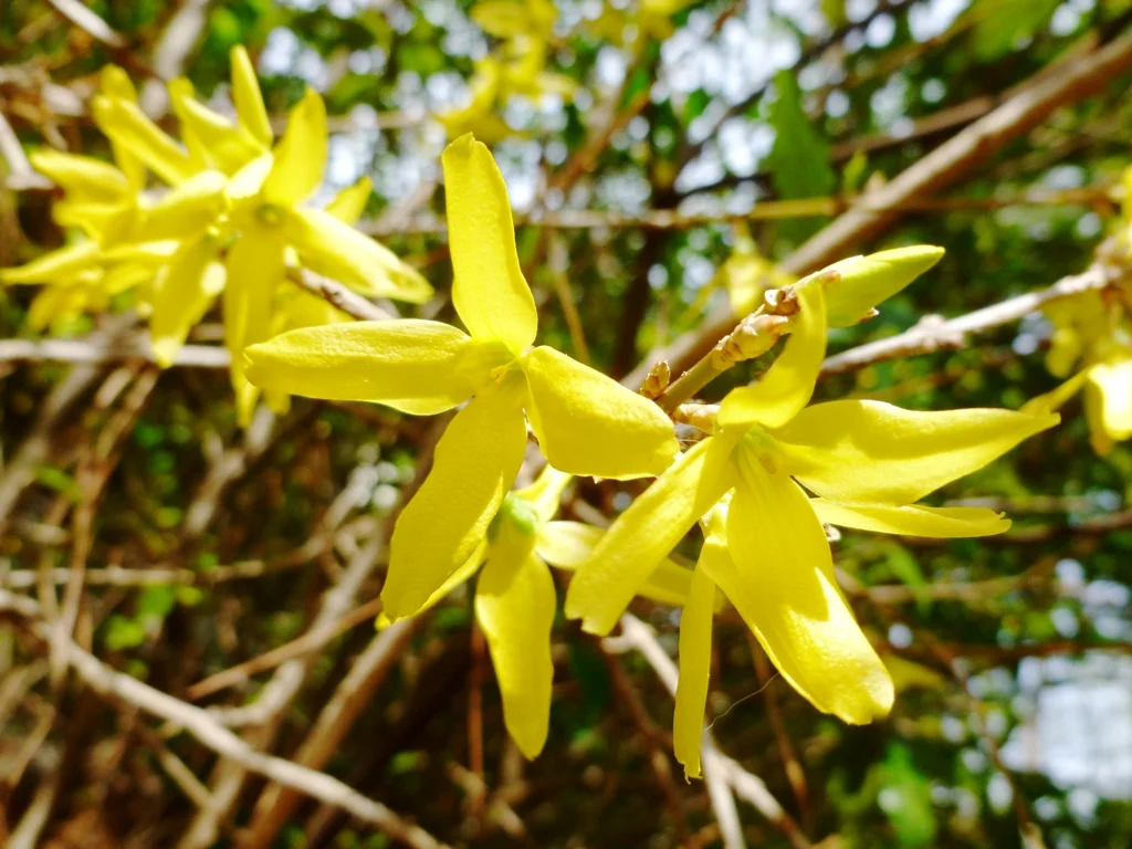Spring_Forsythia.jpg