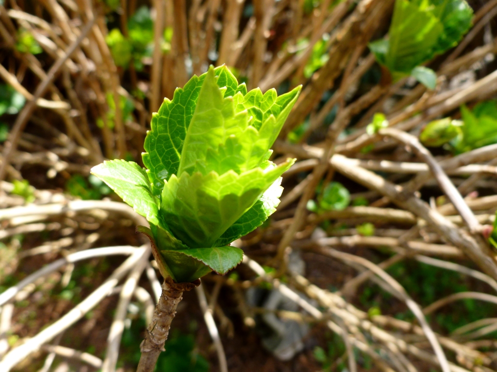 Spring_Leaves.jpg