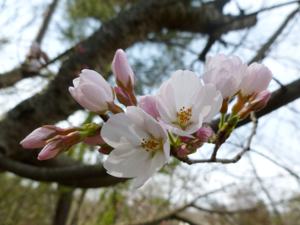 SpringBlossoms.jpg