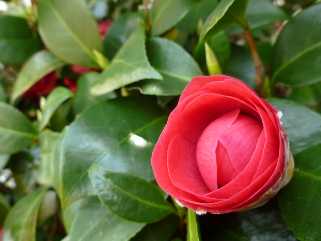 PinkBlossom.jpg