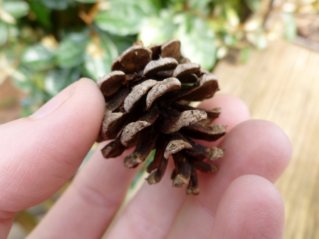 TinyPinecone.jpg