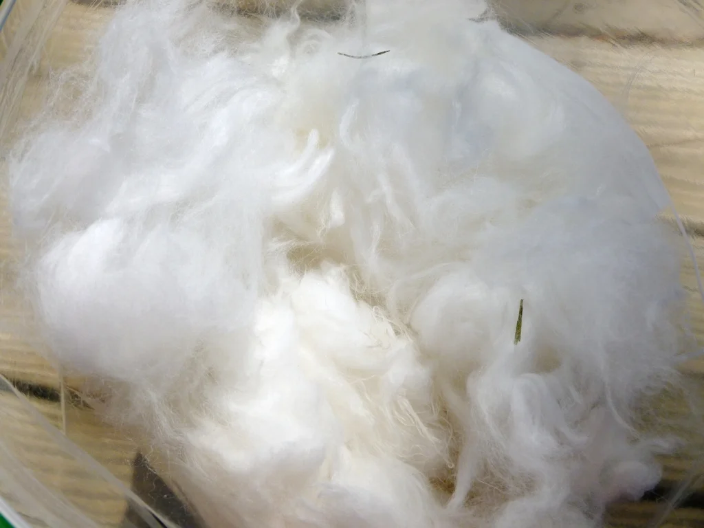 Angora1.jpg