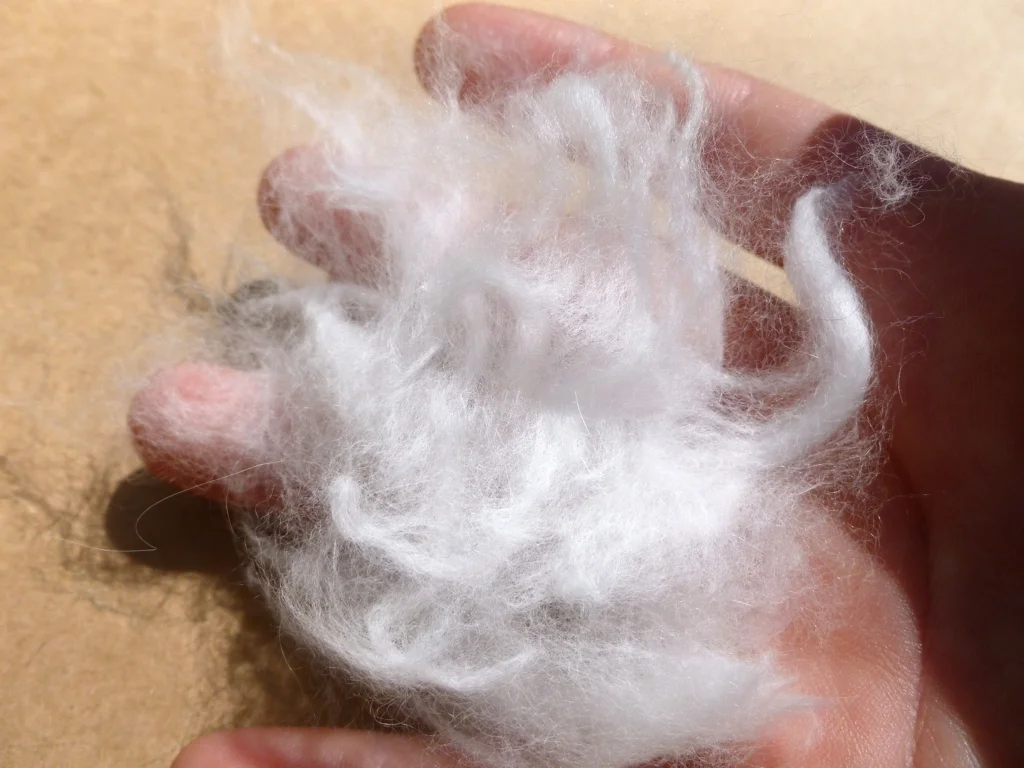 Angora3.jpg