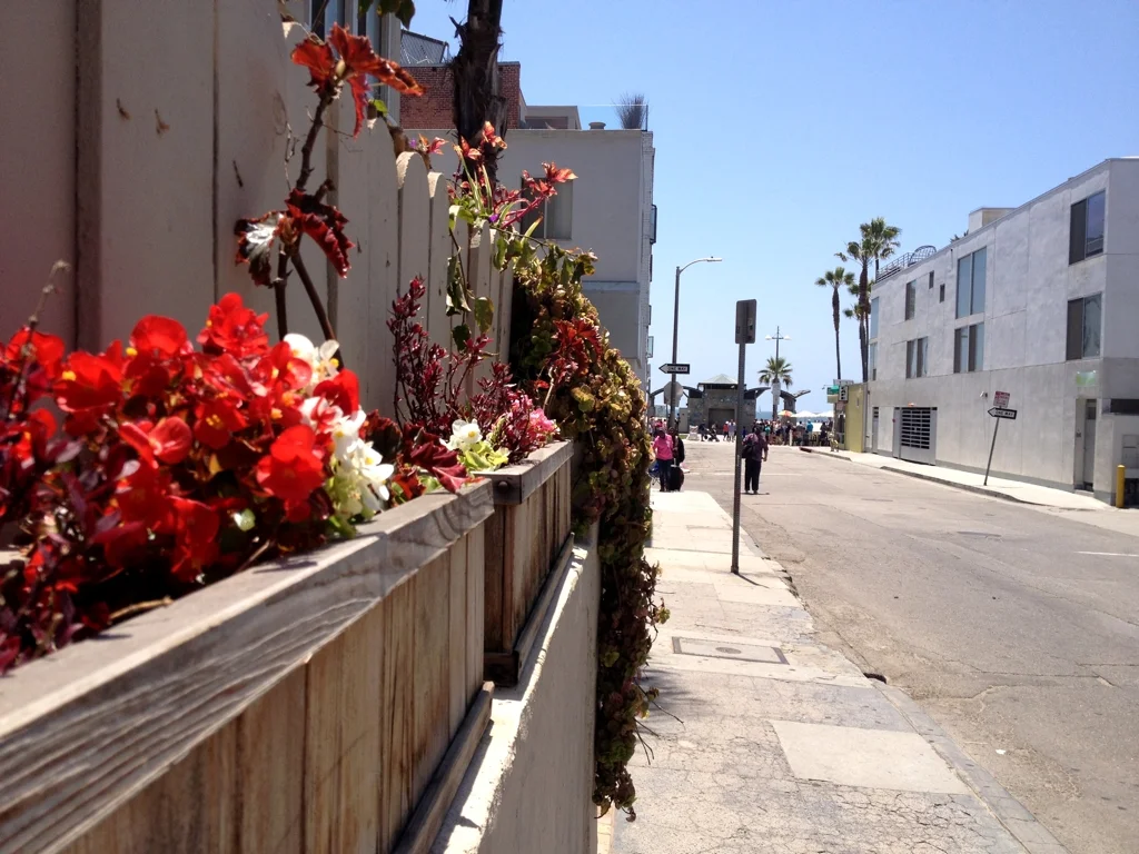 SidewalkFlowers.jpg