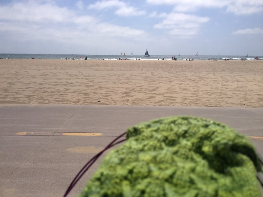 VeniceBeachSock.jpg