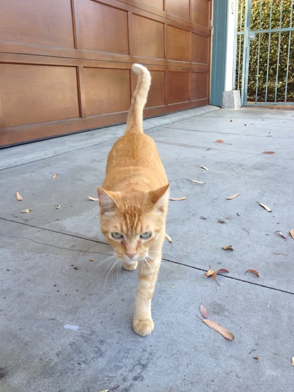 VeniceCat.jpg