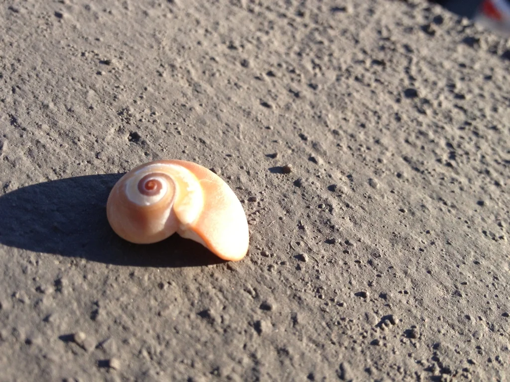 Found a beautiful shell at low tide. 