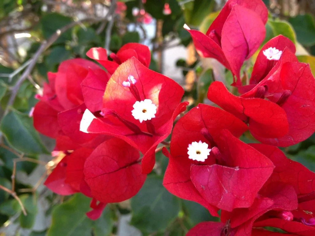 There are always colorful things to find on afternoon walks.