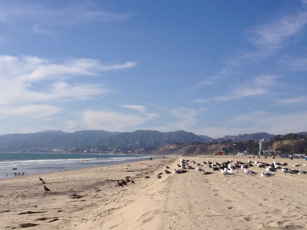 Santa-Monica-Seagulls.jpg