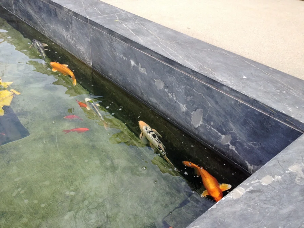 Getty-Villa-Goldfish.jpg