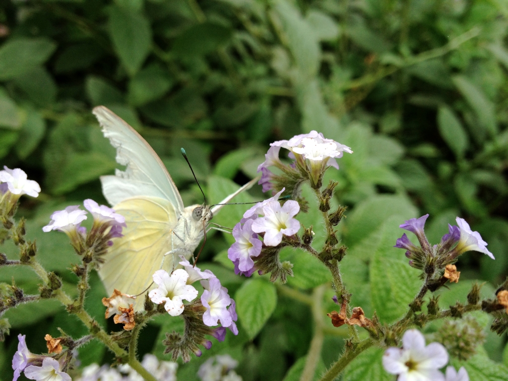 Spotted at the butterfly pavilion at the Los Angeles Natural History Museum