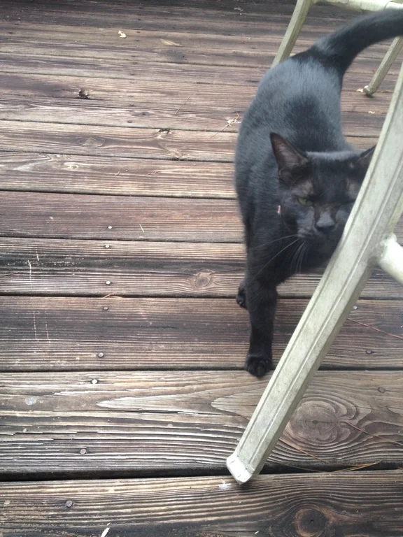 Visiting-Cat.jpg