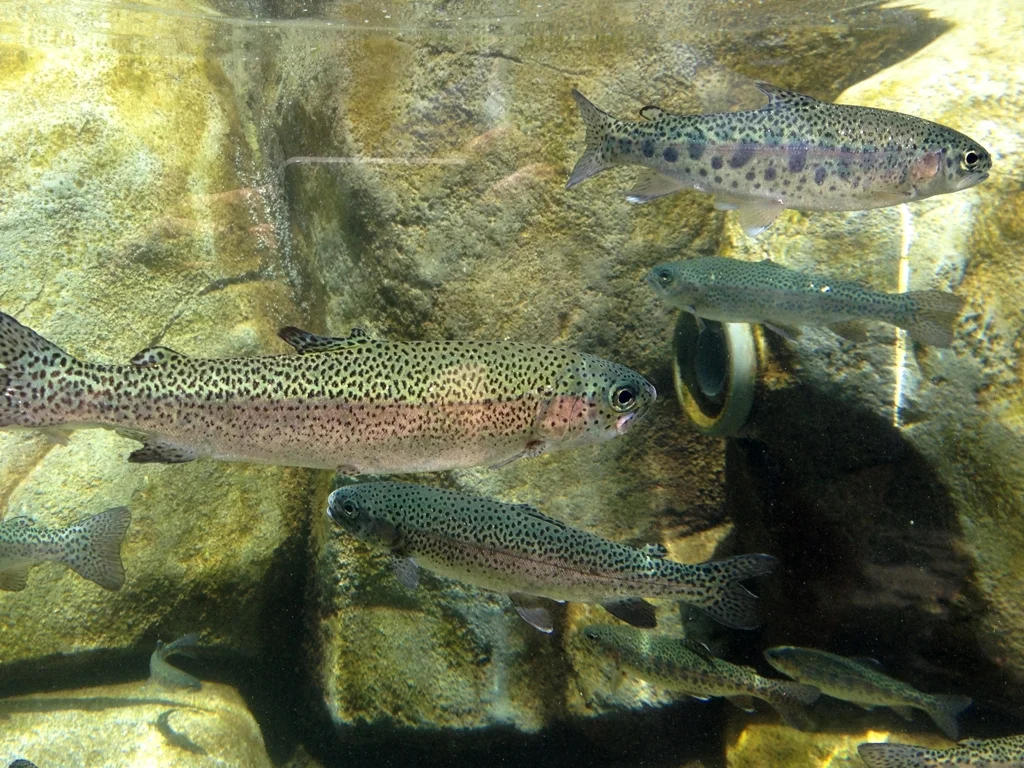 Aquarium-of-the-Pacific-Steelhead-Trout.jpg