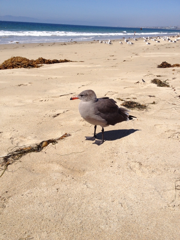One last photo from the beach. This seagull was being friendly in hopes of getting a snack. Didn't work.