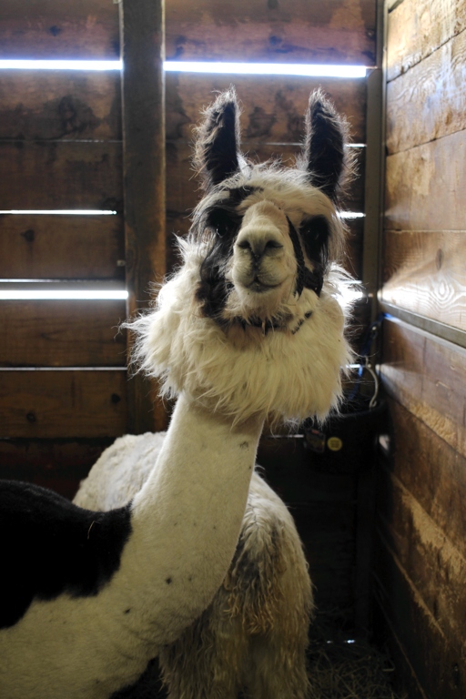 I went to the Estes Park Wool Market and had a great time with yarn, sheep, and border collies. | withwool.com