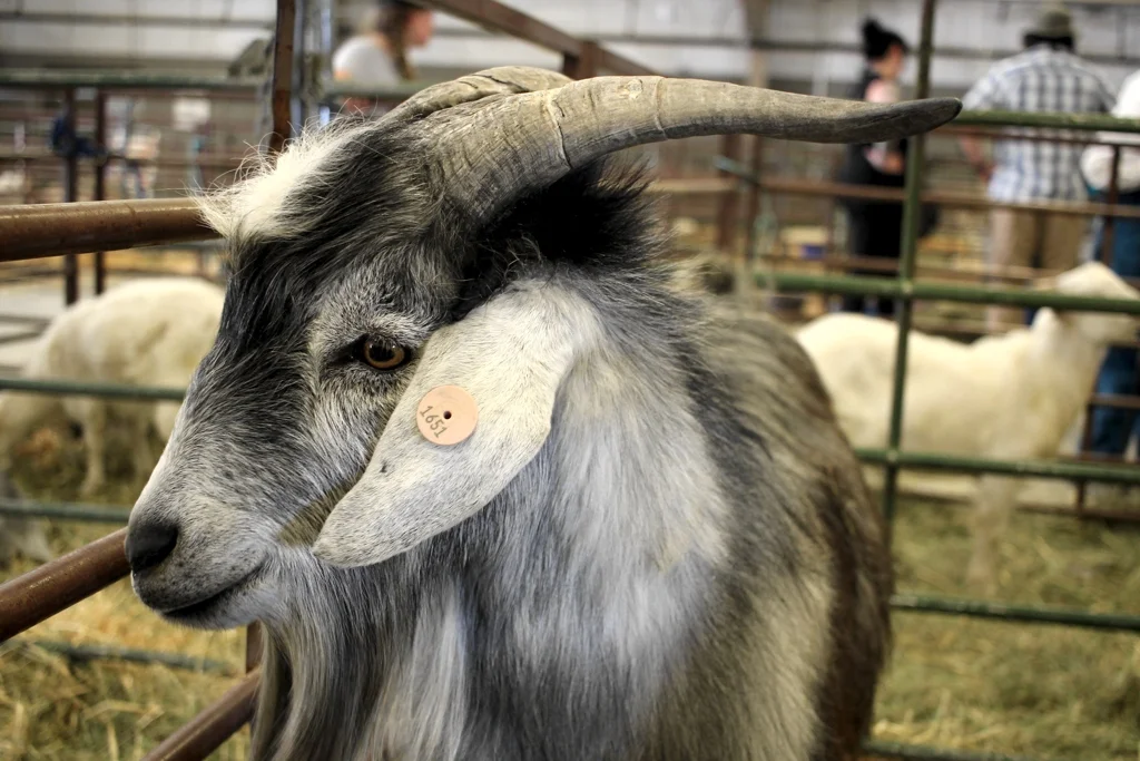 I went to the Estes Park Wool Market and had a great time with yarn, sheep, and border collies. | withwool.com