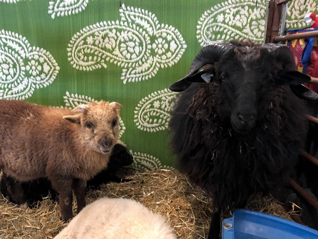 Learn how to shop at a fiber festival, and follow along with me for the day at Estes Park Wool Market 2019. | withwool.com #fiberfestival #epwoolmarket #spinning #knitting #estespark #navajochurro