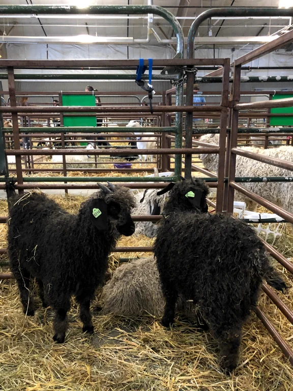 Learn how to shop at a fiber festival, and follow along with me for the day at Estes Park Wool Market 2019. | withwool.com #fiberfestival #epwoolmarket #spinning #knitting #estespark #goats