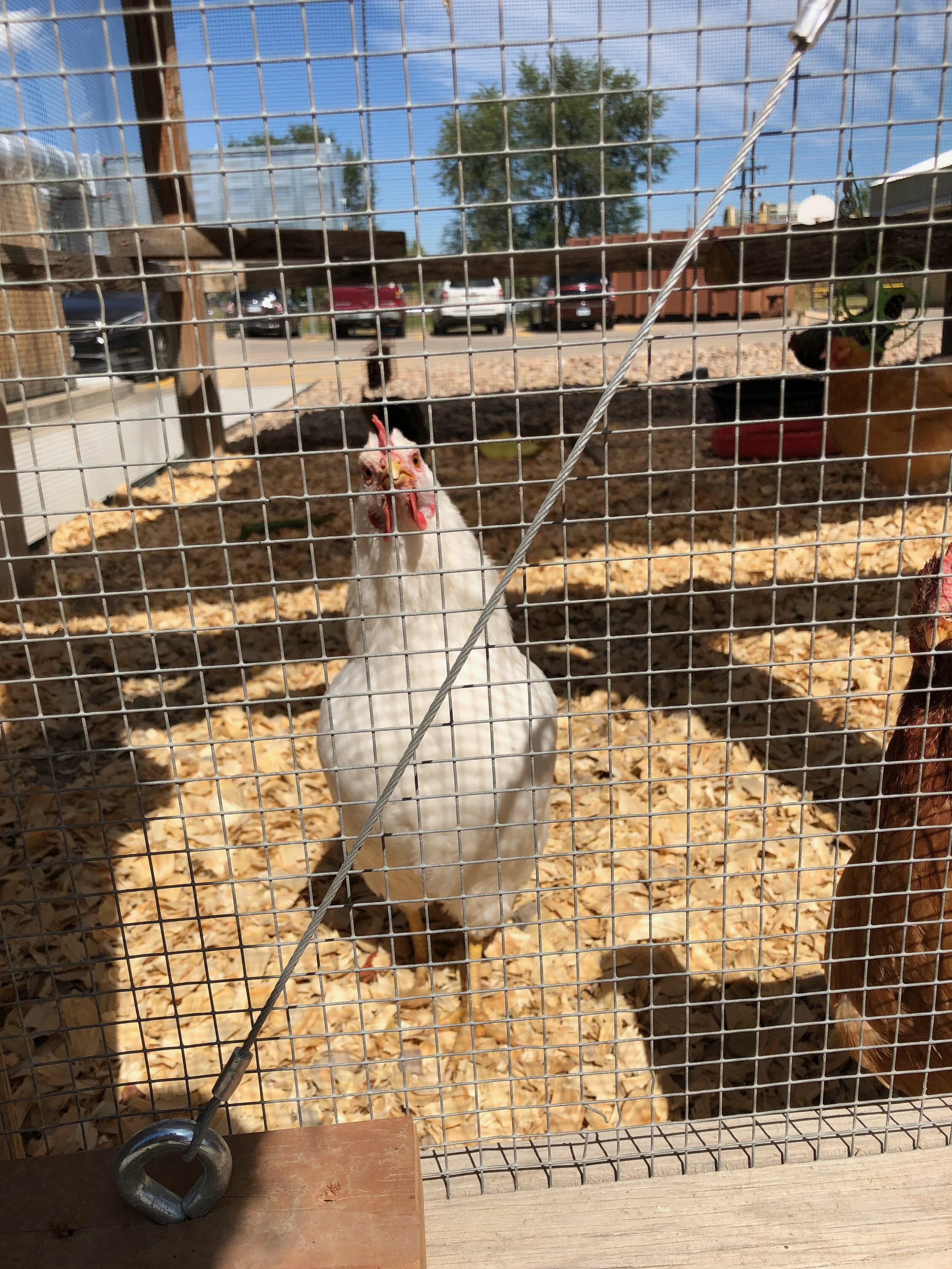 One chicken from the flock named after Lord of the Rings Characters. Celebrating Schacht’s 50th Anniversary || withwool.com #schacht50years