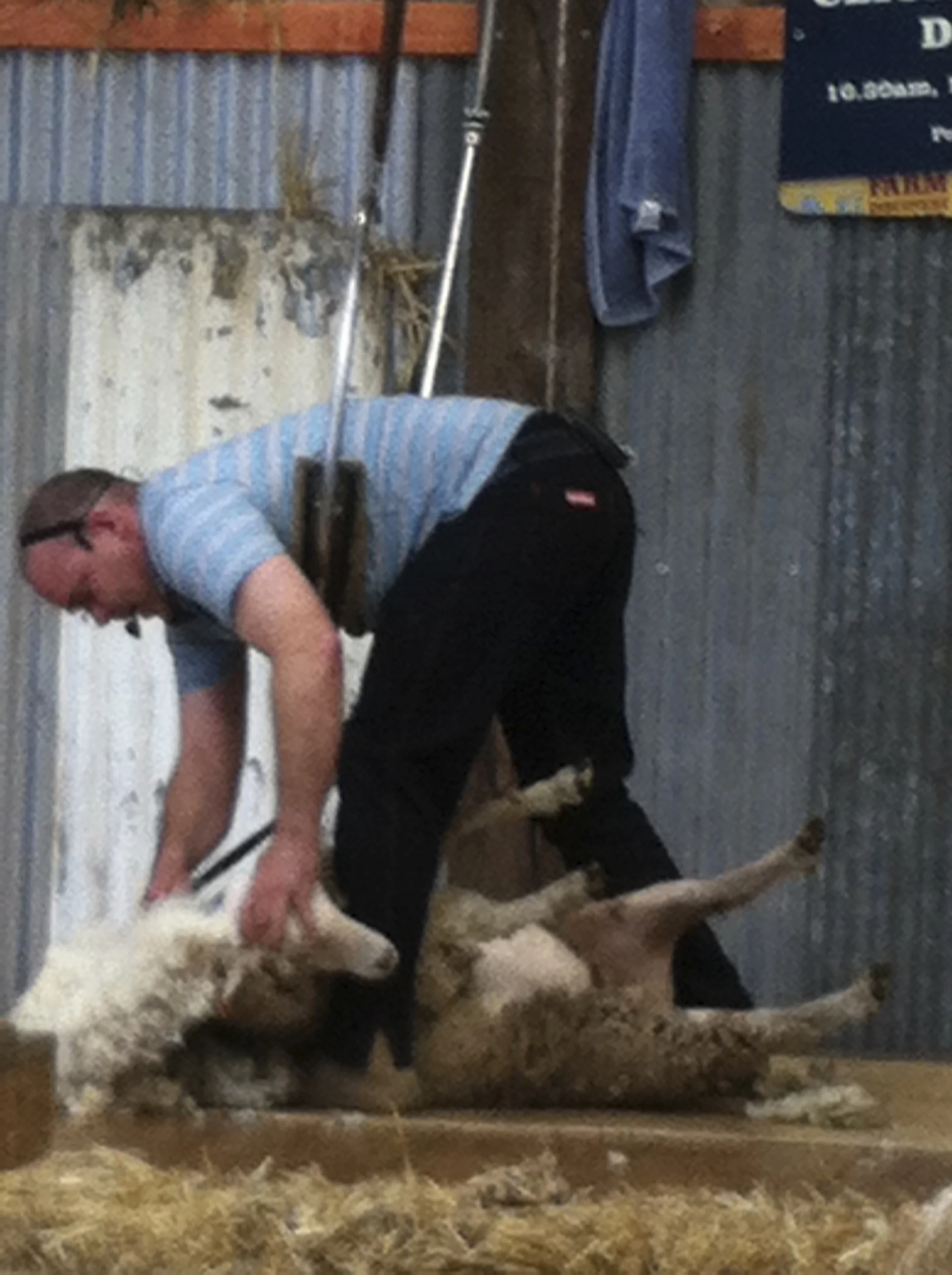 Cat say's that you cannot leave the Show without seeing a sheep shorn!