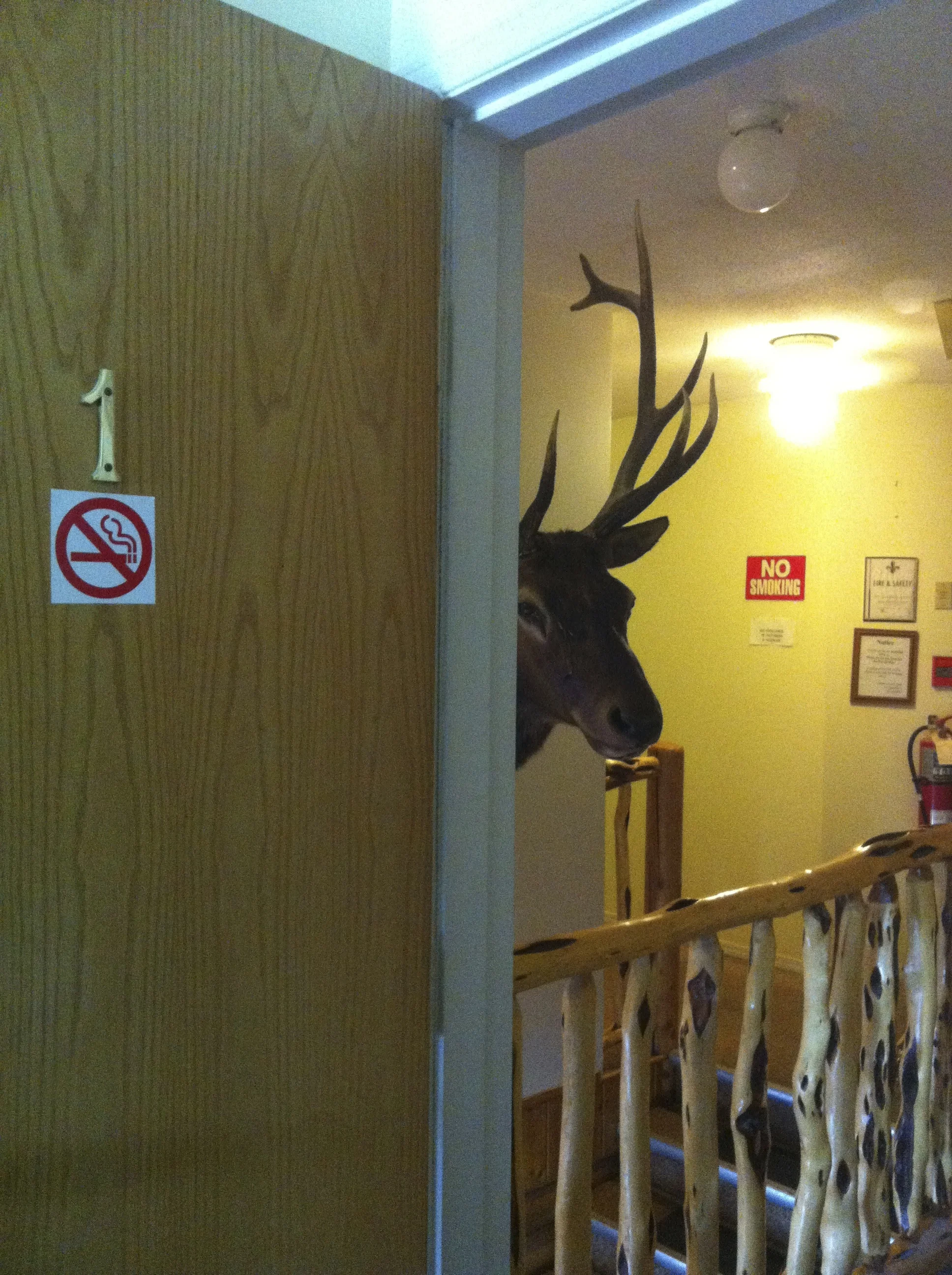 Oh Dear! A little privacy pleeease!!!..lol There are a lot of stuffed heads and bodies in this neck of the woods!