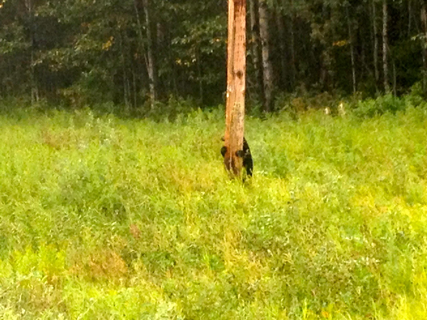 Black bear cub climbing a power pole.. You know mum is nearby!!