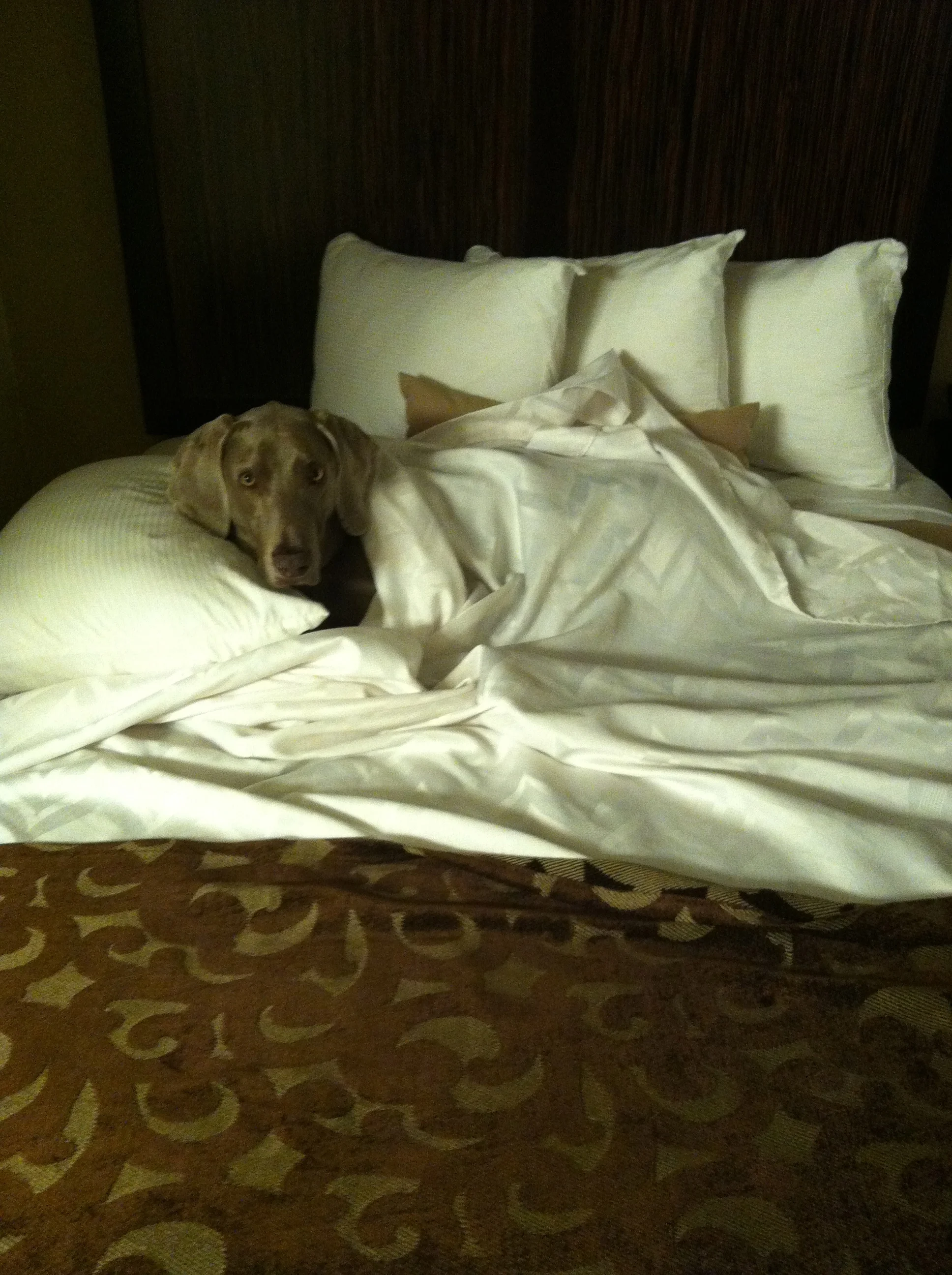 ow that's what I mean…my own bed! The only way to travel!