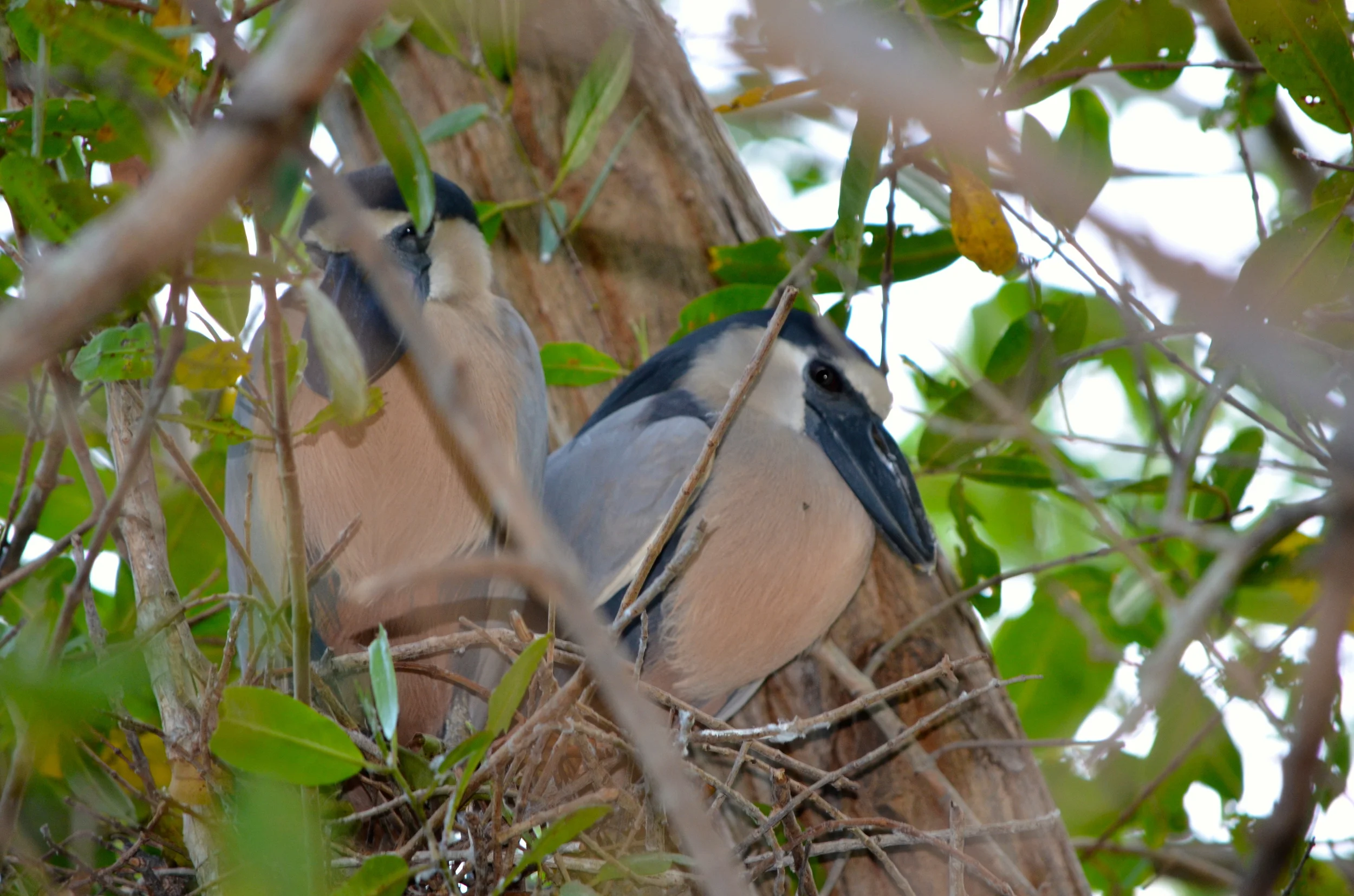 Duckbill Blue Heron…These are very very cool birds that raise there head feathers like a Head Dress worn by a Vegas dancer when doing their courting dance! Tried to get a pic but had no luck.