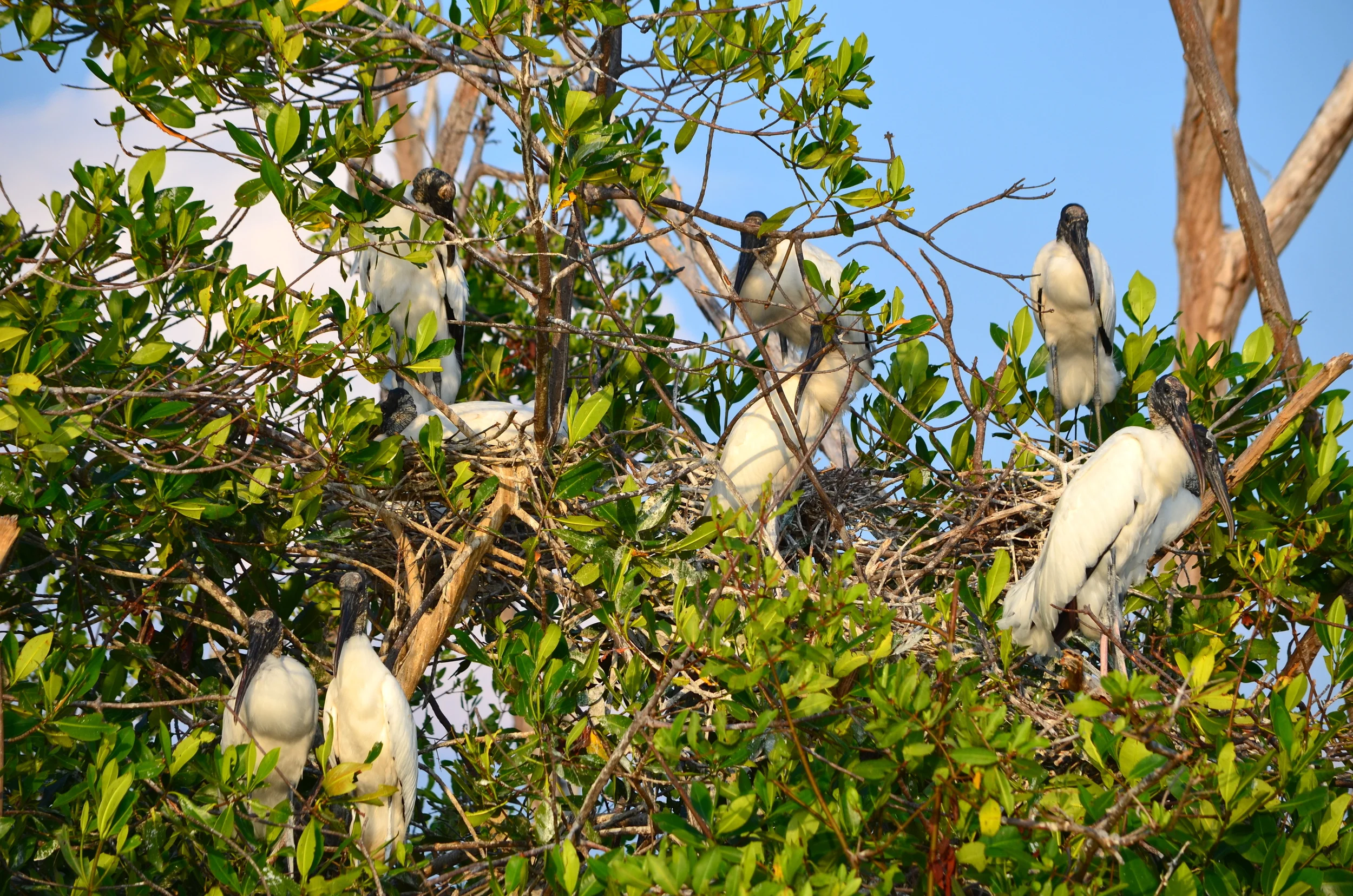 We were told that this is the bird that brings a baby….so I'm guessing that it is a Stork!