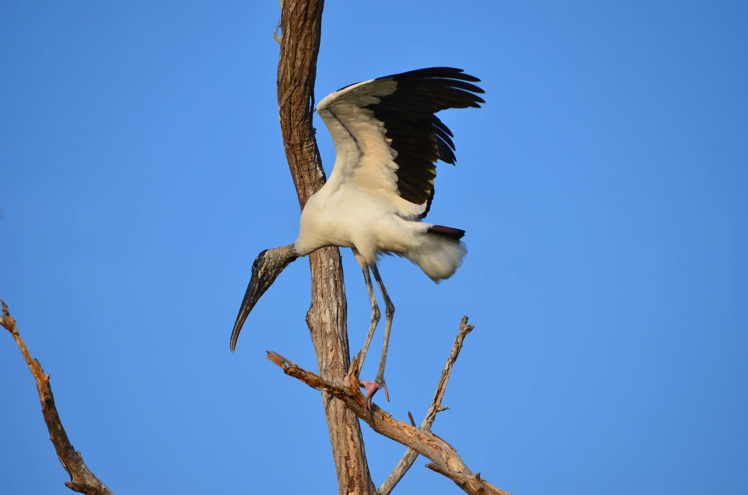 Stork