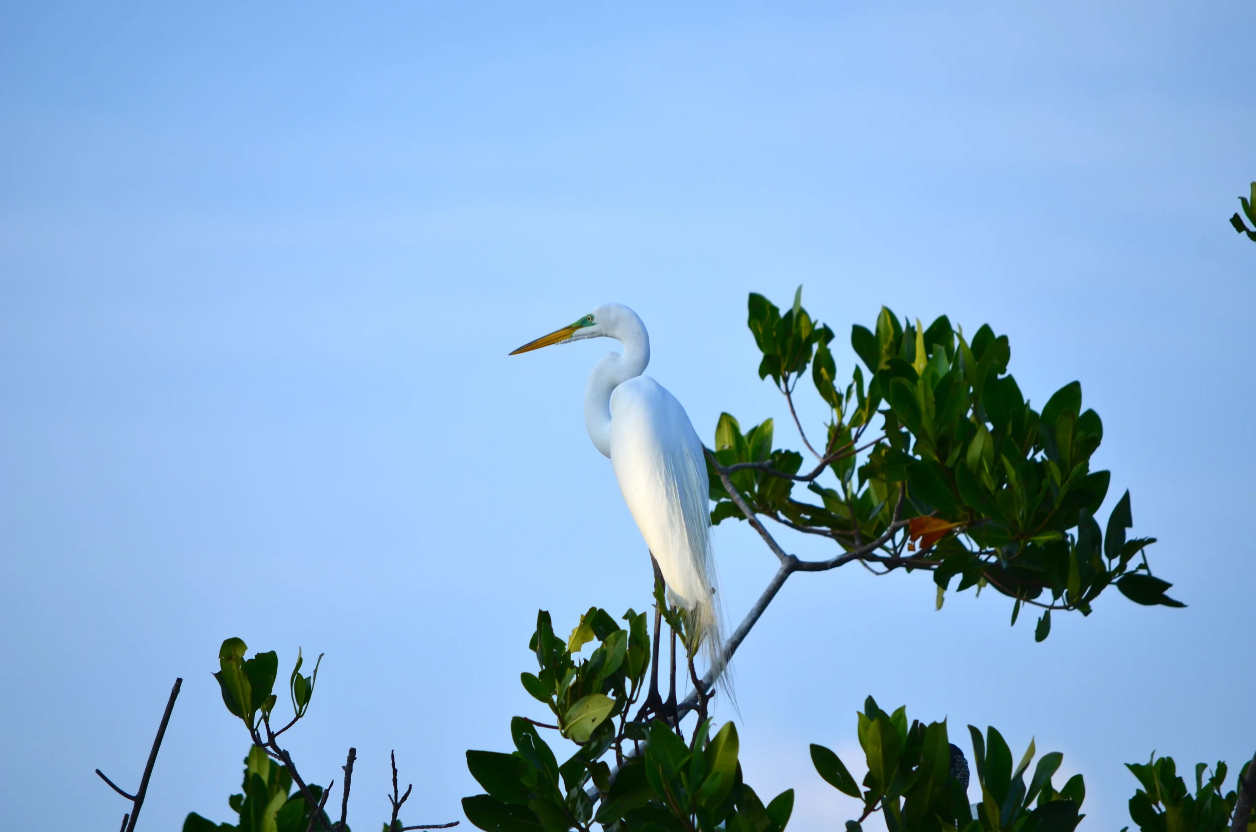 The graceful Egret