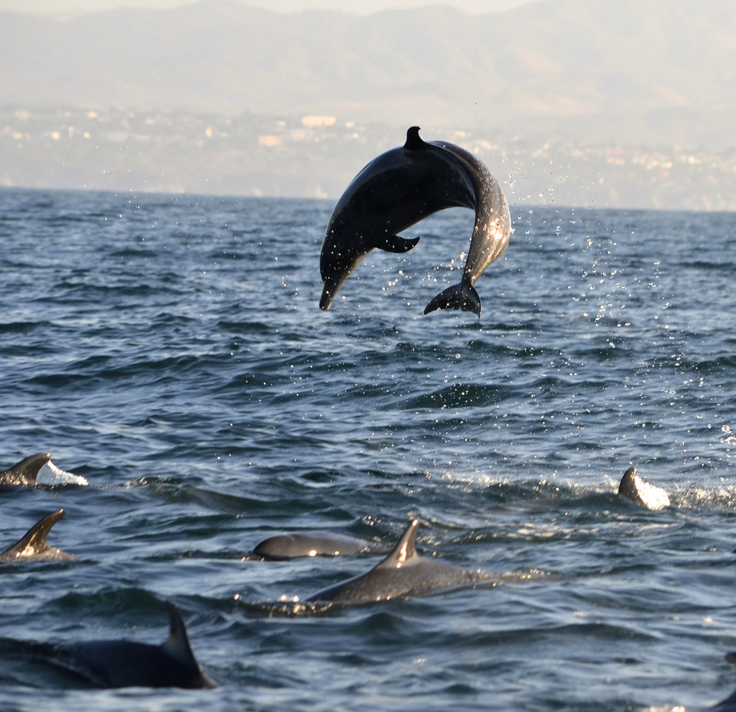 The dolphin pod was on fire!…The fuel being massive school of sardines!