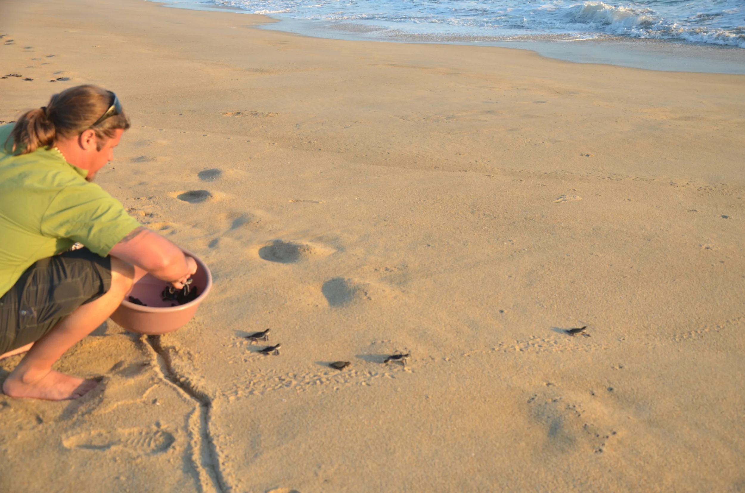 Releasing baby Green and Olive Ridley tortugas