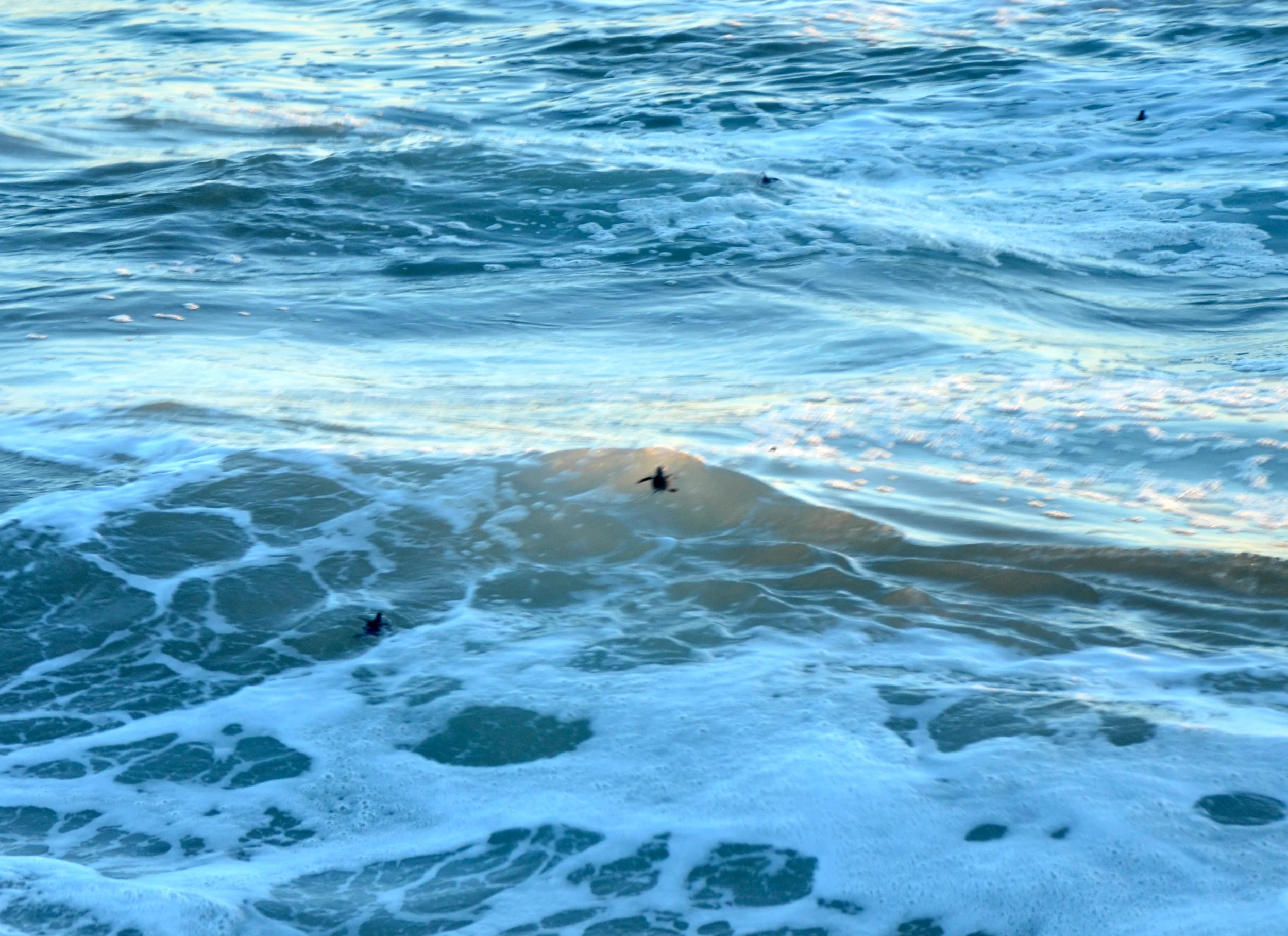 It was simply amazing to see their tiny heads pop out of the ocean.