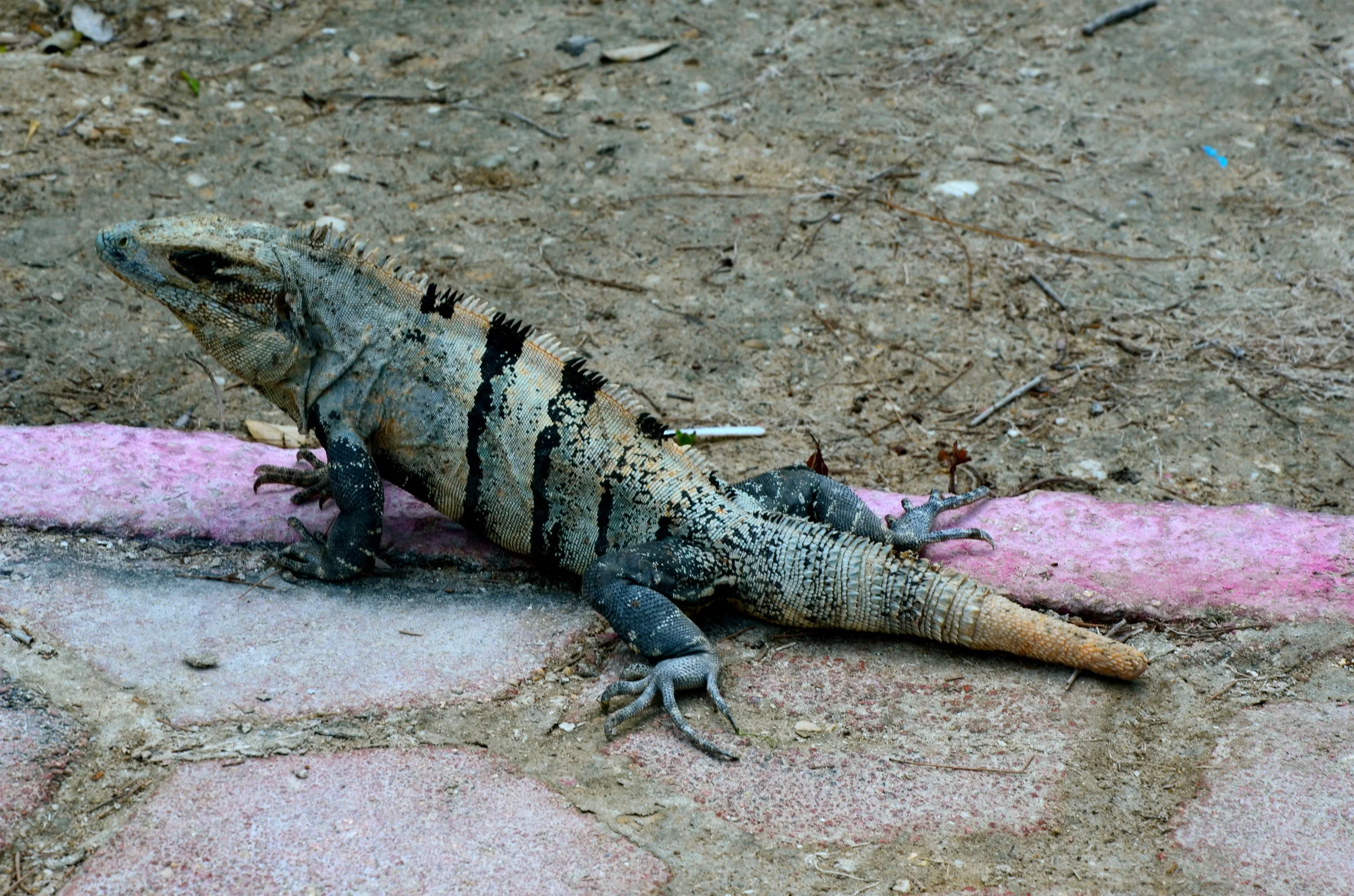 A stubby tailed iguana…obviously escaping narrowly from the jaws of a croc, now spends his time basking safely on the pavement ,waiting for its regrowth?????