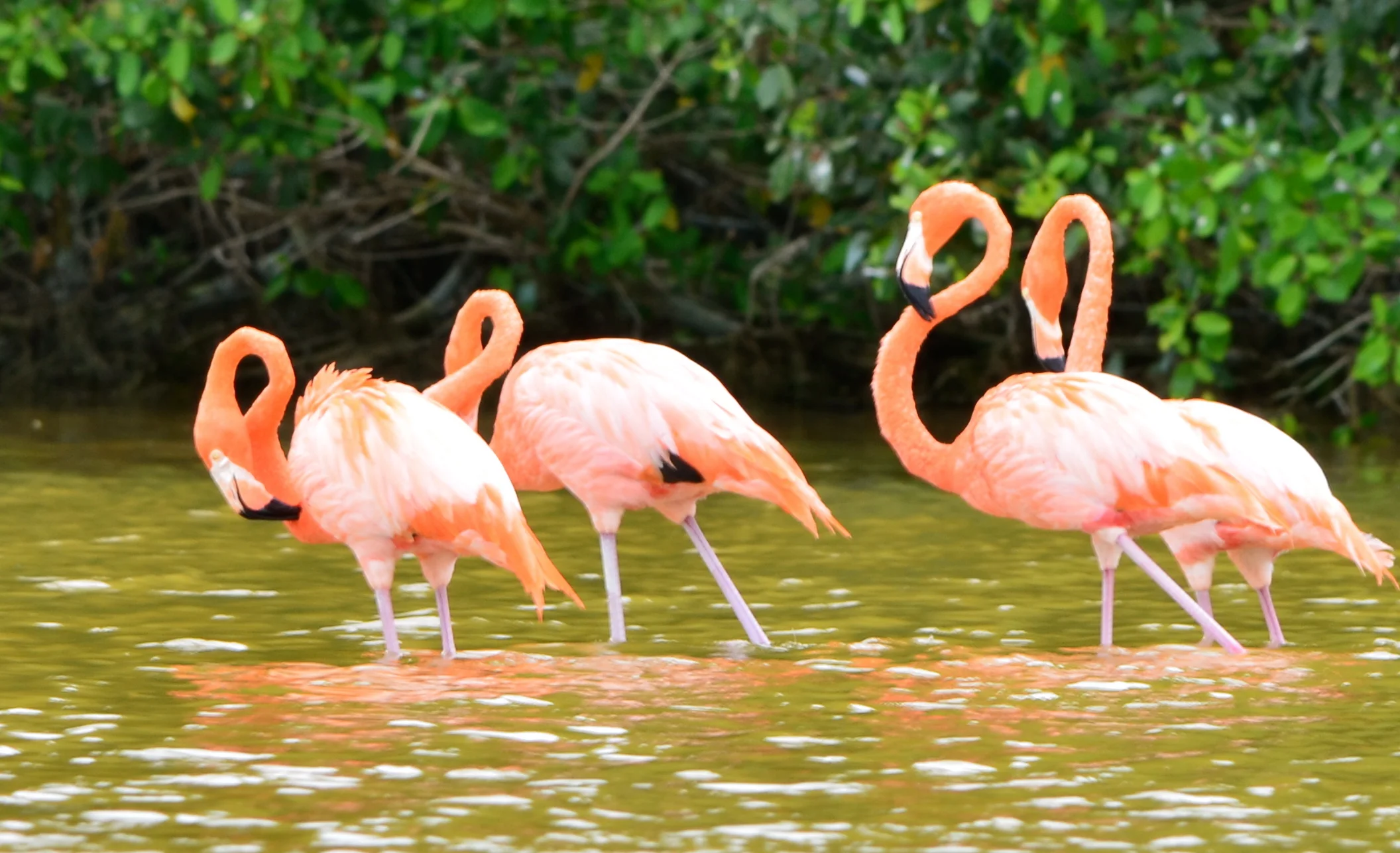 The flamingos were a beautiful sight! I could take pictures of them all day.