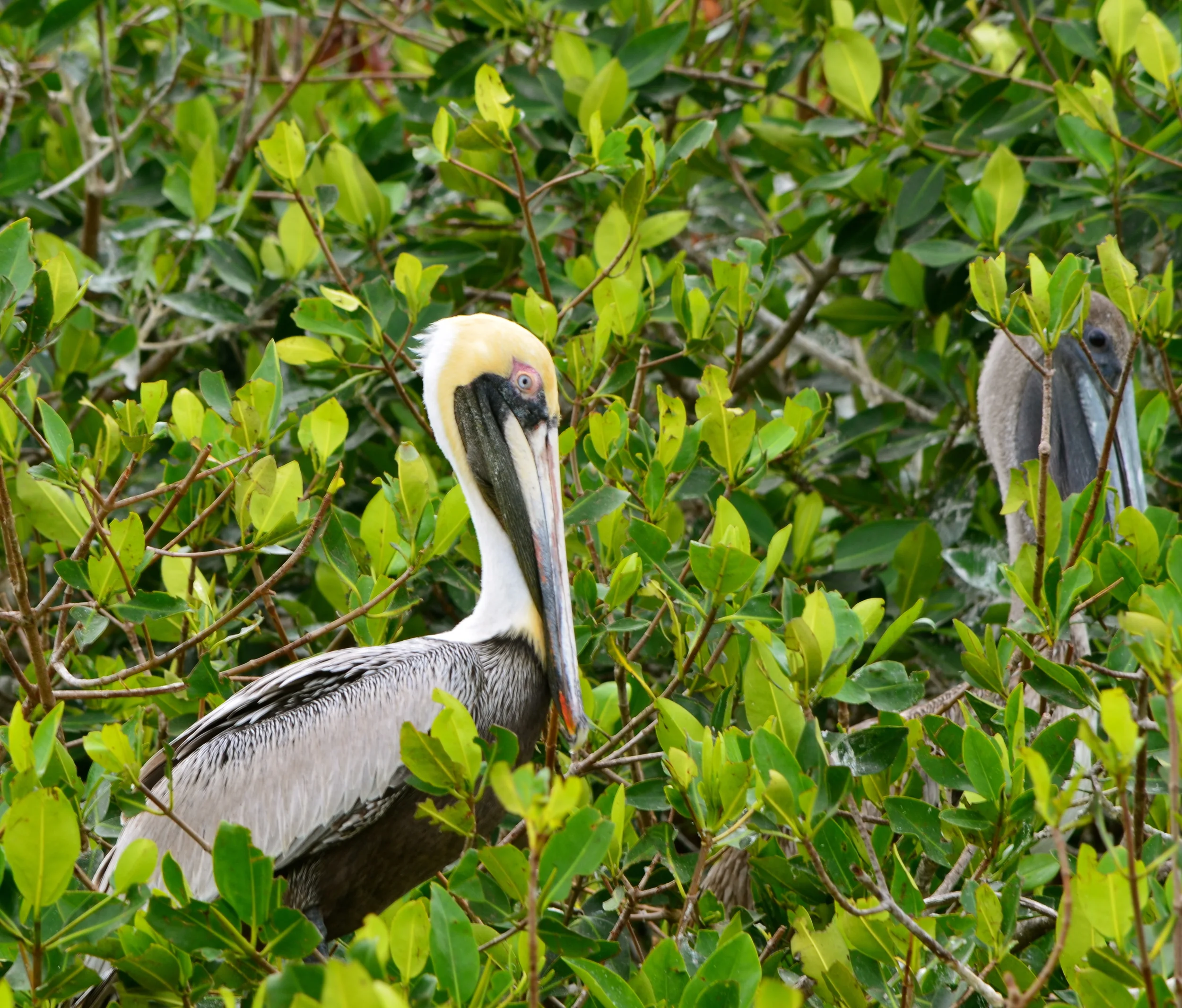 An mangrove island of perched and nesting pelicans. It seemed that each bird spices chose a separate chill'n location.