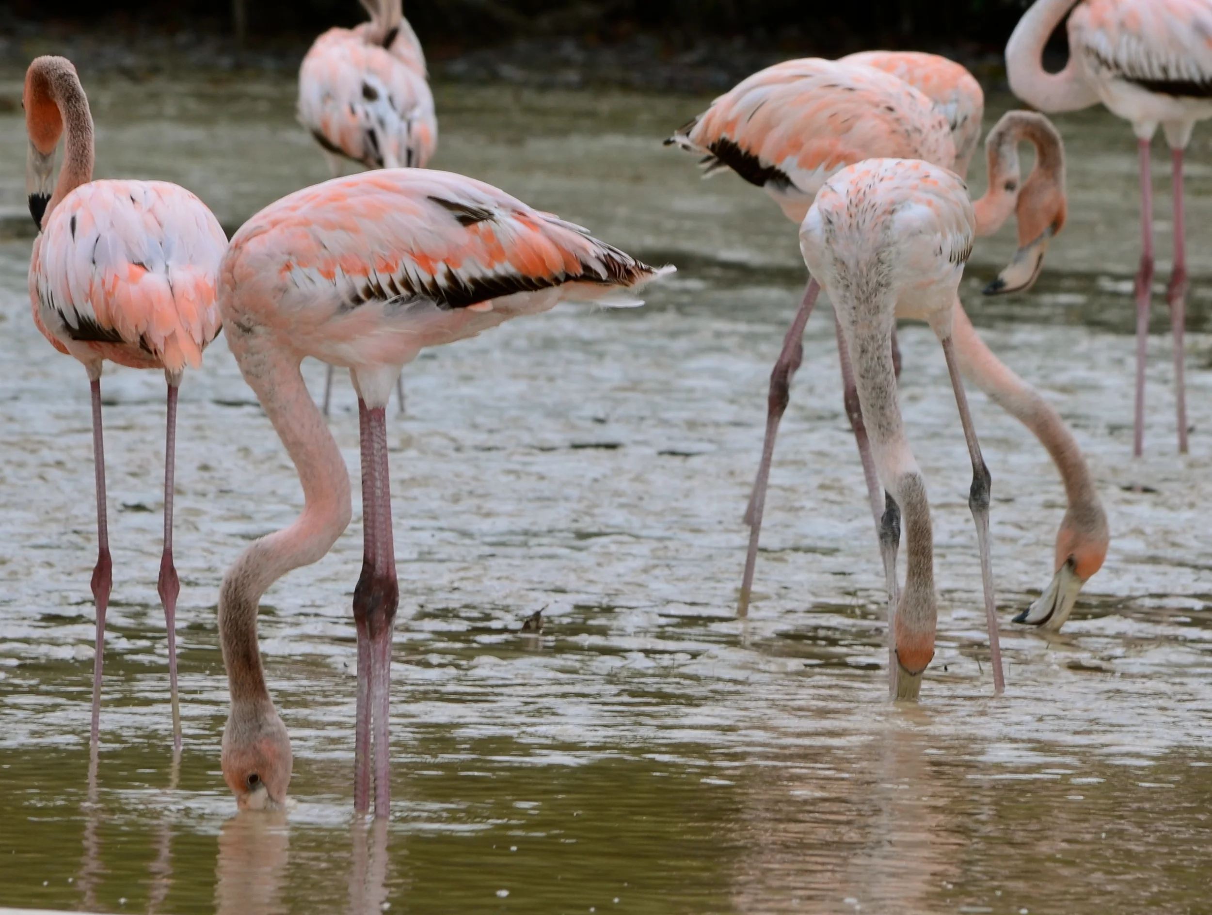 Young flamingos that are still grey in color