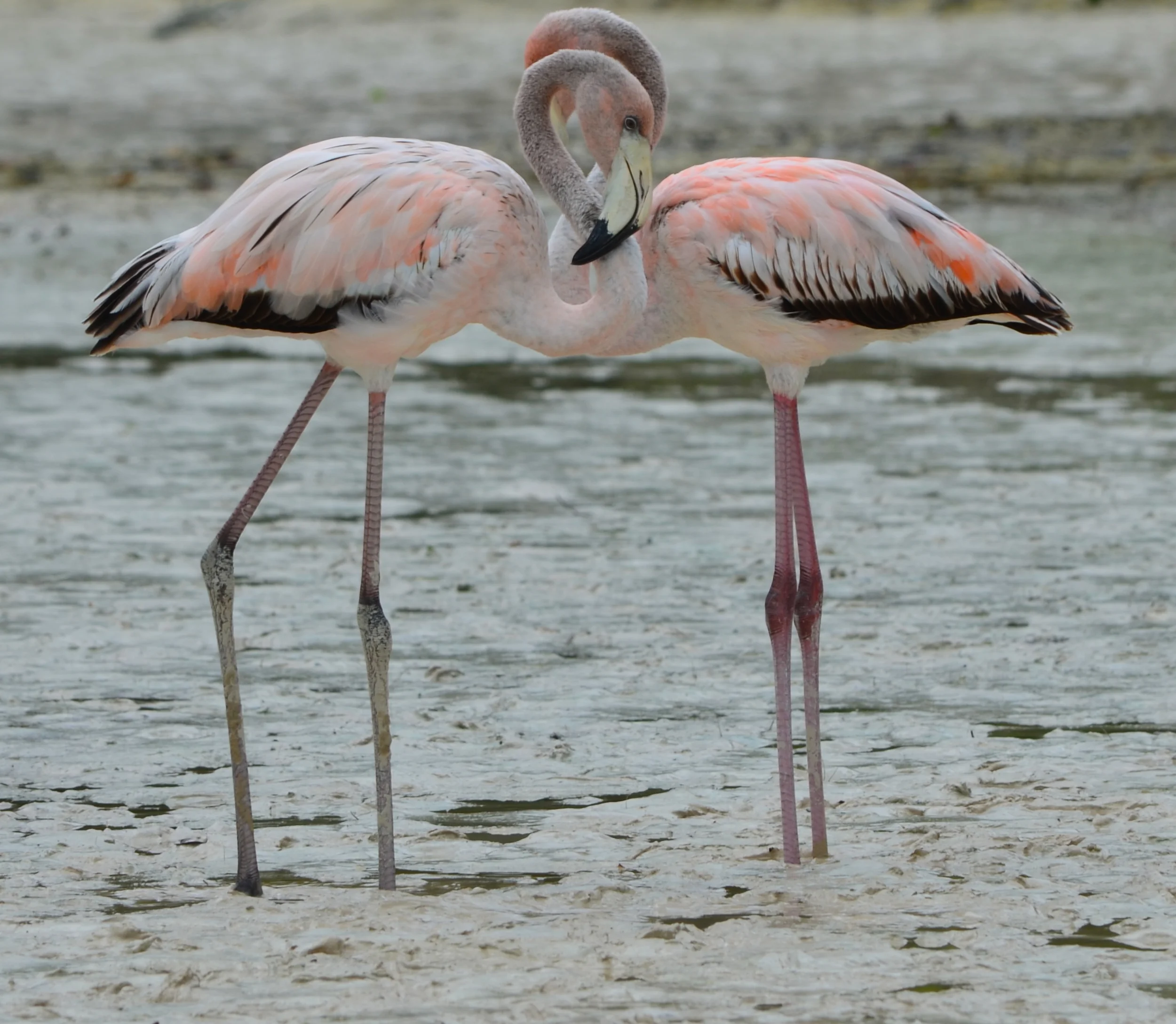 Love this shot of the flamingos! Isn't young love beautiful?!