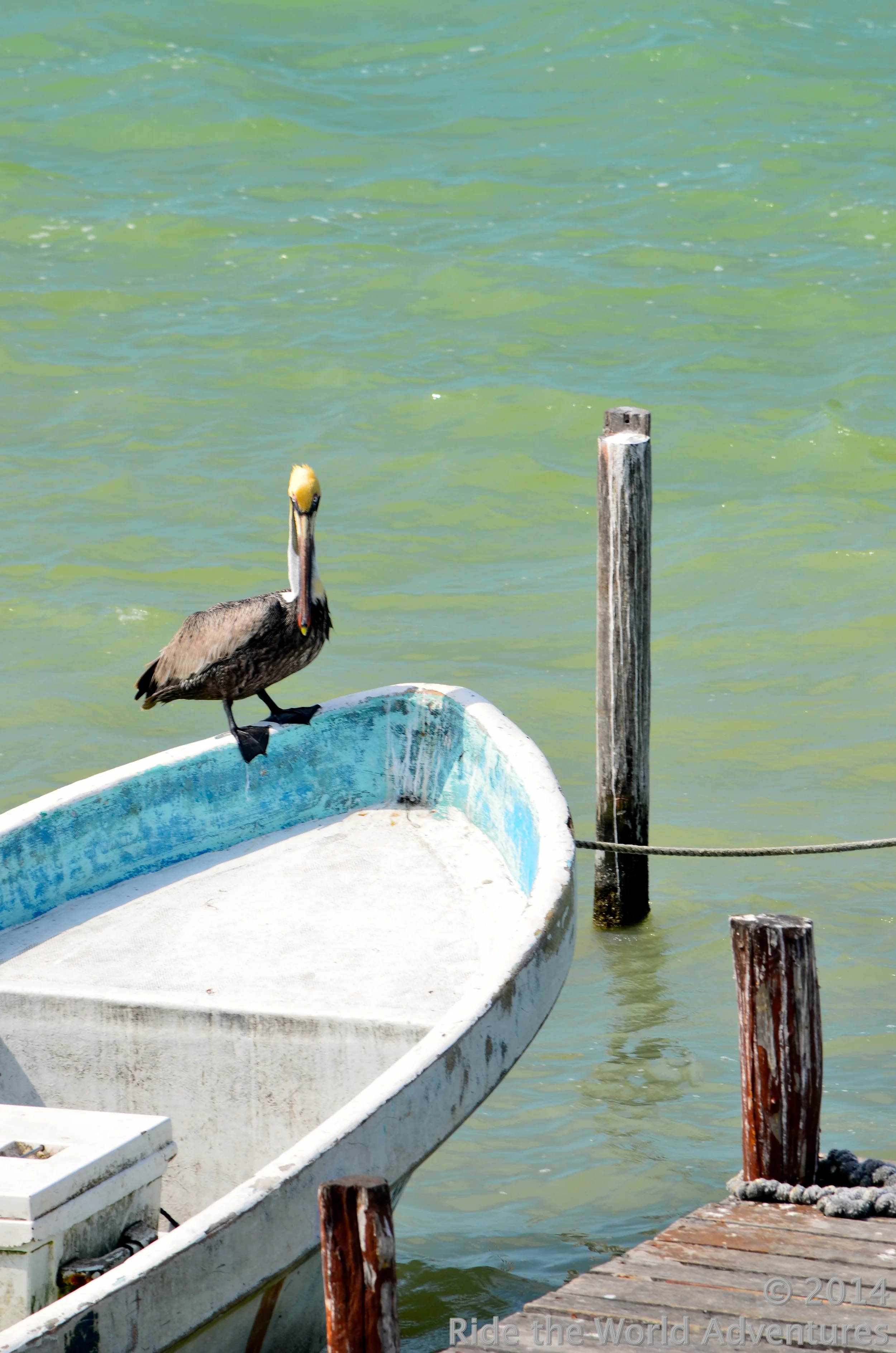 Love the pelicans and the paint!