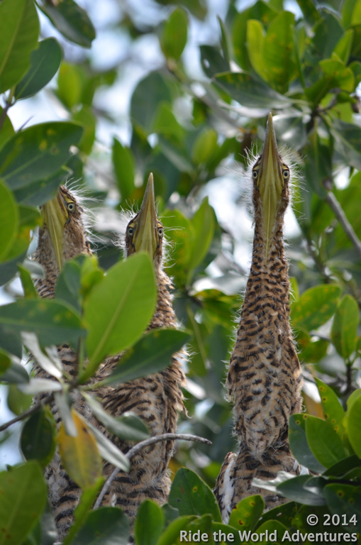 Nest of Tiger Herons