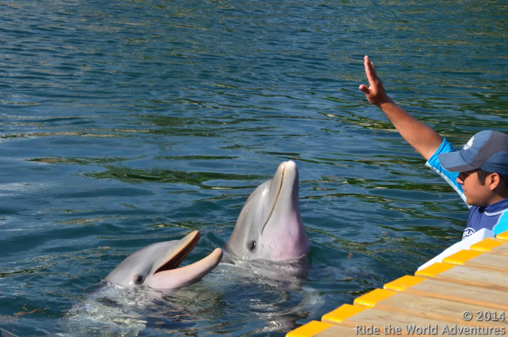 Time to train dolphins, in-between swimming with dolphins.
