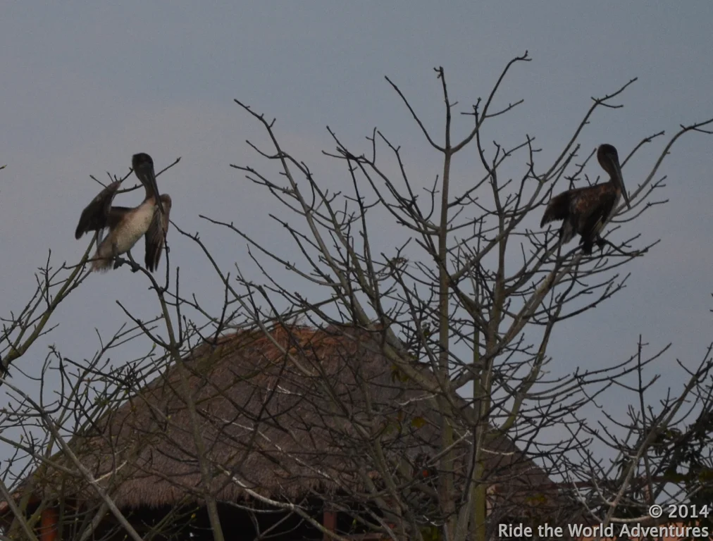It is quite uncanny really…about as rare as Pelicans roosting in trees here in Puerto Adventuras!