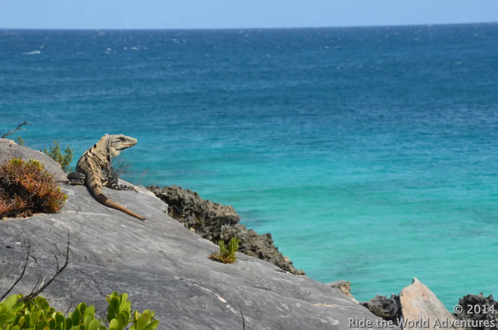 An iguana west coast gazing