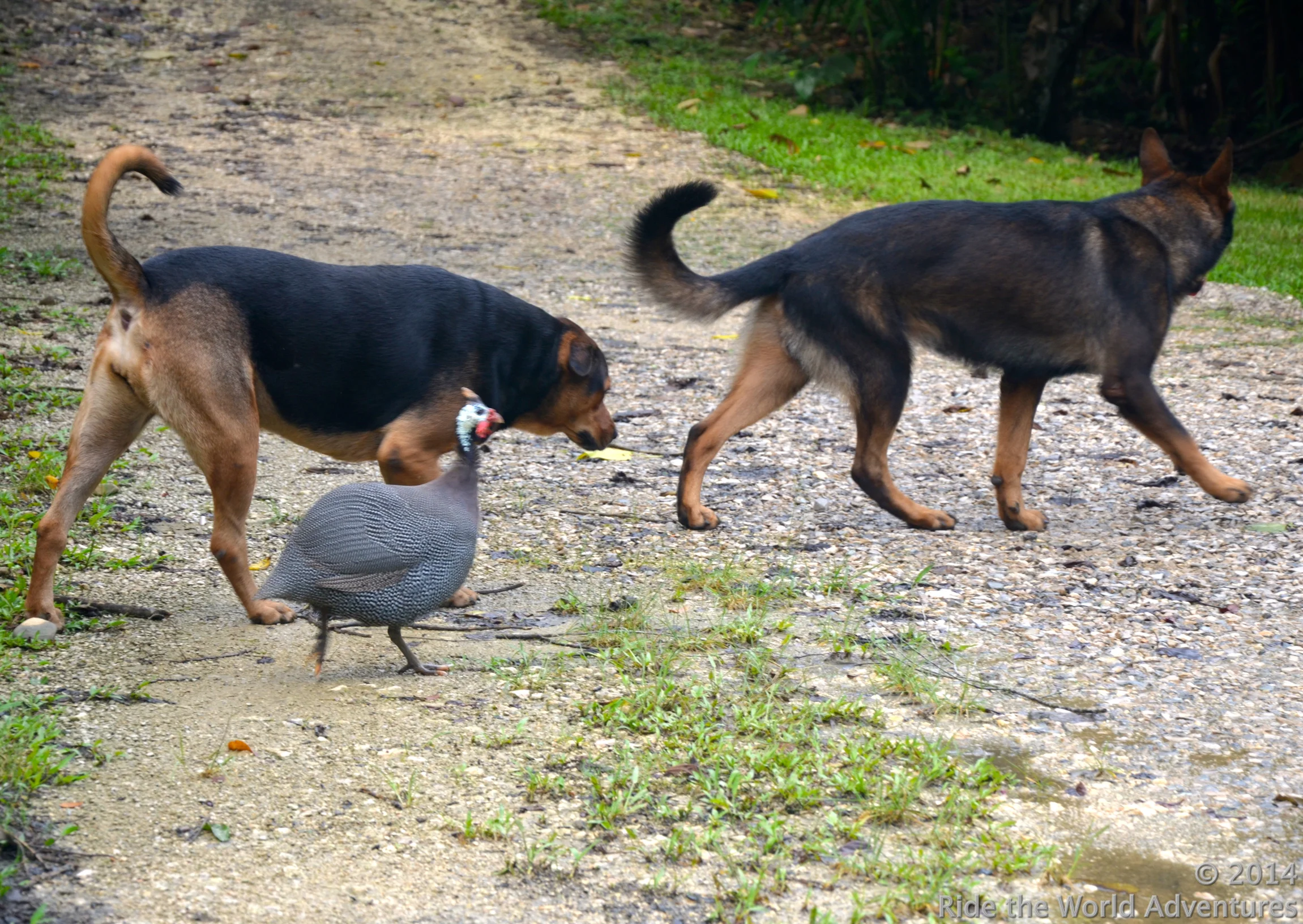 Pec, Digby & Peep
