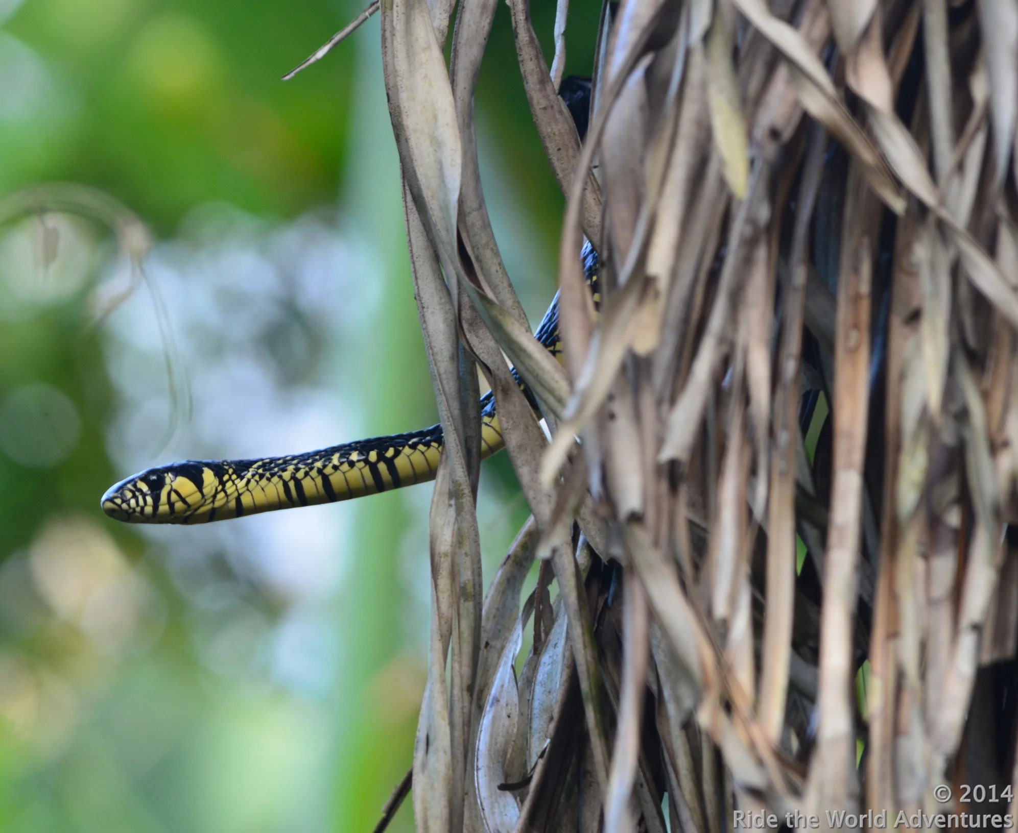 This fella was above Kev's head!