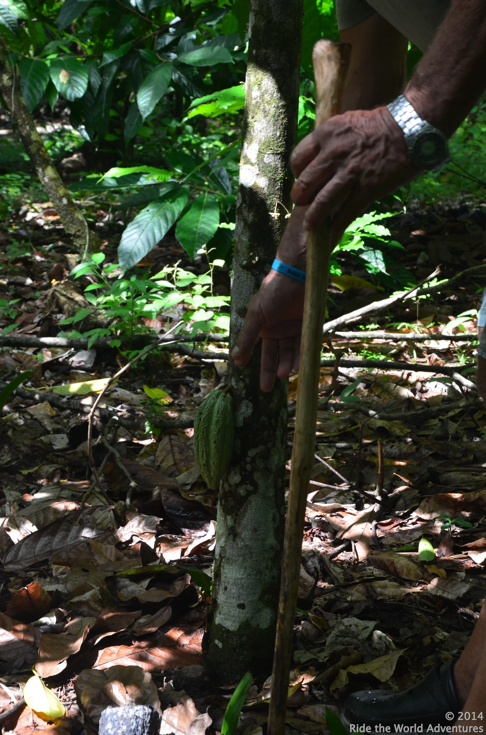 The delicate growing cocoa pod.