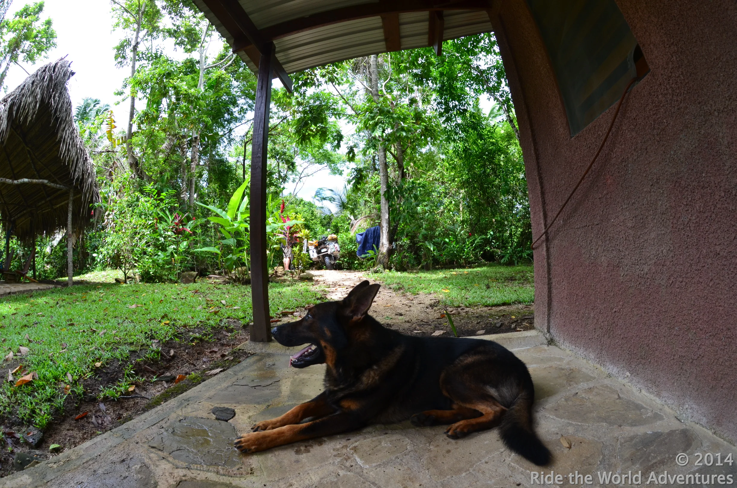 Pec hanging outside our bungalow.