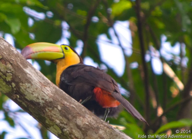 Keel Billed Toucan