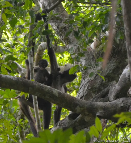 Mother Spyder monkey and baby.